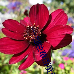 一剑独尊百度百科