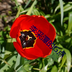 李采潭的G点