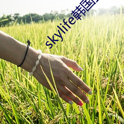 skylife韓國直播