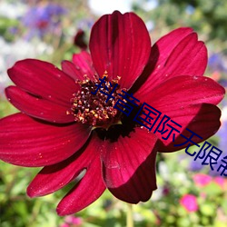 抖音(yīn)国际无(wú)限(xiàn)制破解版黄