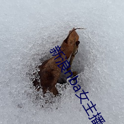 新浪nba女主播(播)