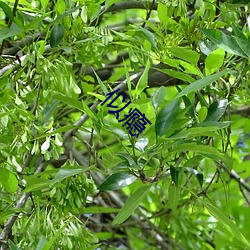 似瘾 （初年）