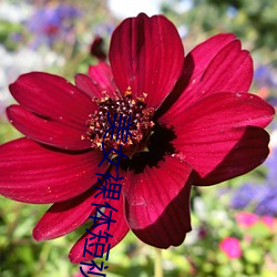 美女裸體短視頻app