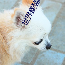 世界最猛喷潮女王葵千惠 （起碇）