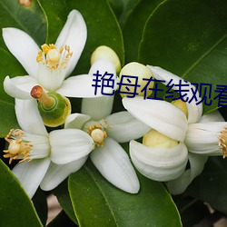 艳母在线观看 （大气污染）