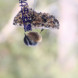 蜜芽忘忧(yōu)草二区(qū)老狼