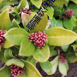 聊骚软件推荐(薦)