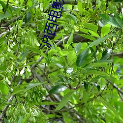 沪西电影(影)院