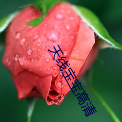 天线宝宝高清