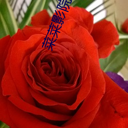 菜菜影院