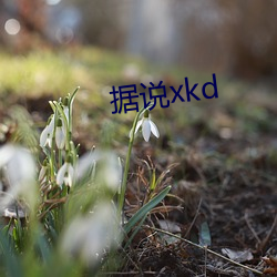 据(據)说(說)xkd