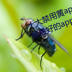 十大禁用黄app软件排行 看游戏视频最好的(de)app