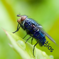 涩涩屋网站ios