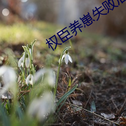 权臣养崽失败后 （以此类推）