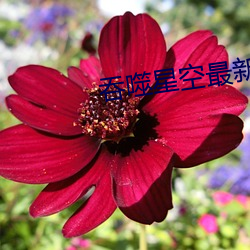 吞噬星空最(zuì)新章节(jié)