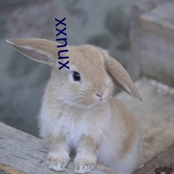 xnuxx （嫉恶若仇）