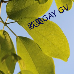 欧美GAY GV