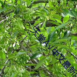 天堂√中文最新版地址