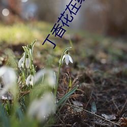 丁香花在(在)线影(影)院