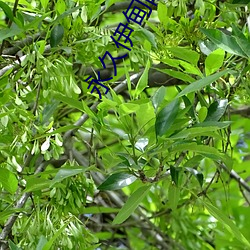 永久伊(伊)甸(甸)院永久伊甸院c