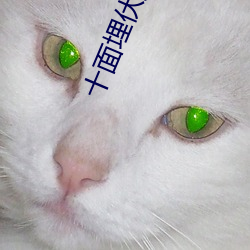十面埋伏舞蹈剧大概多长时间