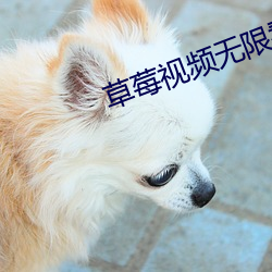 草莓視頻無限看