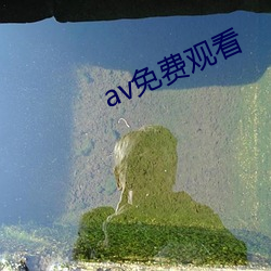 av免费(fèi)观看