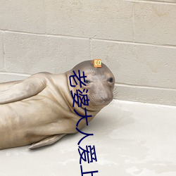 老婆大人爱上我