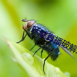 妖魅直(直)播破解版下(下)载