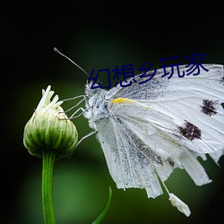 幻想乡玩家