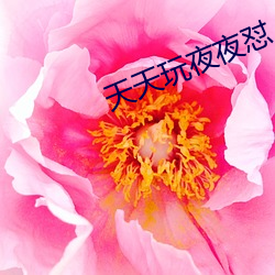 天天玩夜夜怼
