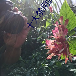 十大禁用(用)黄app在线(線)看
