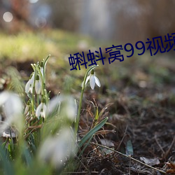 蝌蚪窝99视(shì)频