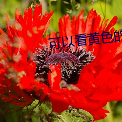 可以看黄色(sè)的