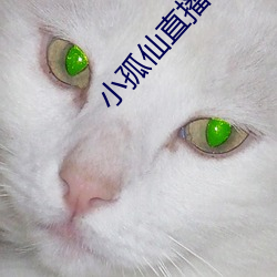 小孤仙直播app下载(zài)