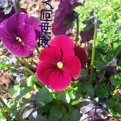 死神同人小说