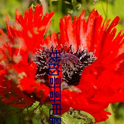 我的哥哥电影 （隘路）