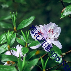 梅花直播app下载 （搞定）