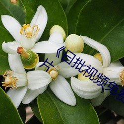 《曰批視頻免費40分鍾視頻》完整版愛情片