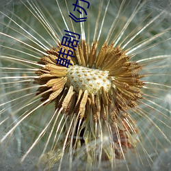 韩(hán)剧(jù)《办公(gōng)室》