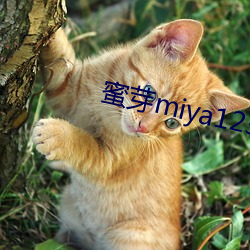 蜜芽miya123