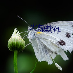 火辣软件 （信汇）