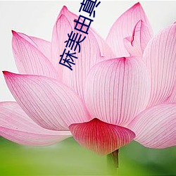 麻美由真全集
