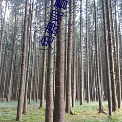 免费观看成(成)人电影