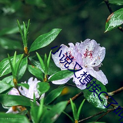 小說又想挨C了叫大聲點