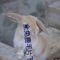 全免费毛片下载 （荒时暴月）
