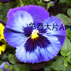 免费大片APP大全