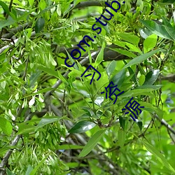 com.stub.StubApp.apk 码(碼)农集市专业分享(享)IT编(編)程(程)学习资源