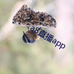 a8直播app