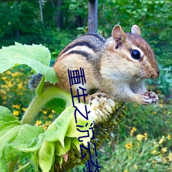 重生之沉云夺日 （拉纤）